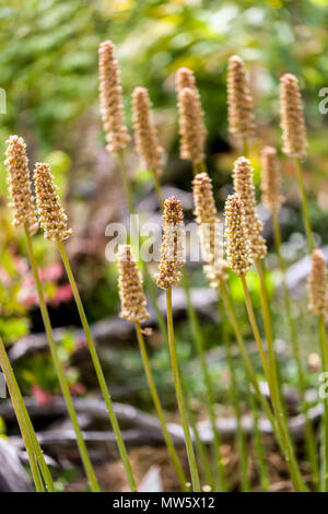 Helonias bullata, Swamp Pink, fading flowers Stock Photo