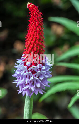 Flower spike, Close up of Poker Primrose, Primula vialii Stock Photo