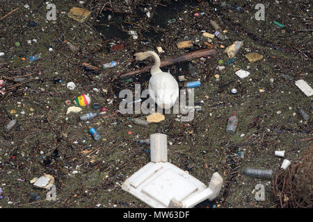 A swan swims and feeds amoungst the rubbish and pollution thrown into the River Thames in Limehouse London Stock Photo