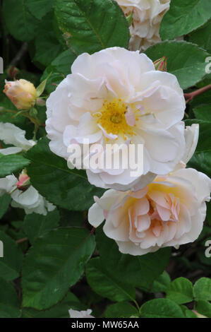 Penelope Shrub rose by David Austin.  Fragrant apricot coloured flowers of an old English type. Stock Photo