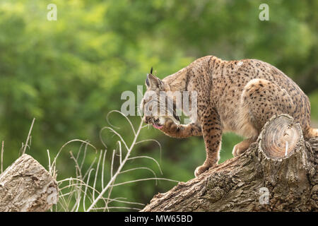 Iberian lynx photographed at the Madrid ZooSpain, Europe. Stock Photo