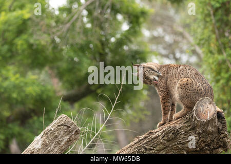 Iberian lynx photographed at the Madrid ZooSpain, Europe. Stock Photo