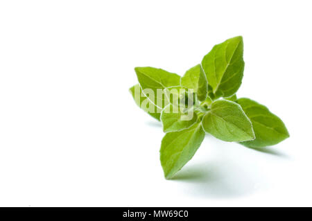 Oregano leaves isolated on white Stock Photo