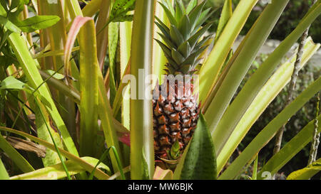 Pineapple tropical fruit growing in garden. Pineapple growing on a farm in Bali. Stock Photo