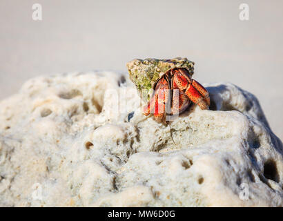 Hermit crab emerges from his shell on a beach in British Virgin Islands Stock Photo