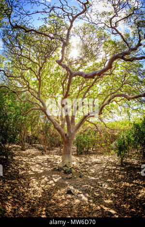 Sun shining through the branches of a tree on a small island in BVI Stock Photo