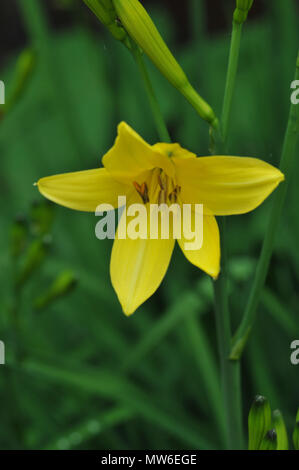 . Lemon Yellow day lilly. Stock Photo