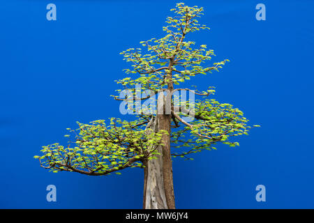 Metasequoia glyptostroboides. Dawn redwood bonsai tree against a blue background on display at a flower show. UK
