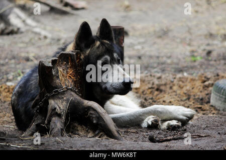 cross between an wolf Canis lupus tundrarum and an Alaska Malamute. Breeding Kennel for wolves and wolf-dog hybrid. Stock Photo