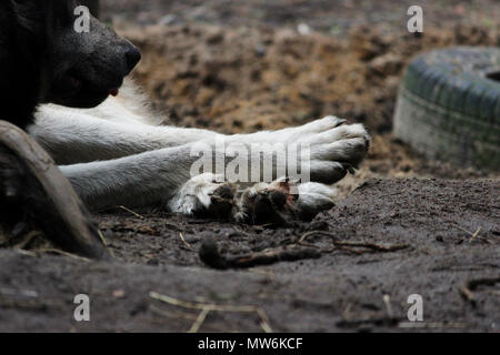 cross between an wolf Canis lupus tundrarum and an Alaska Malamute. Breeding Kennel for wolves and wolf-dog hybrid. outstretched paws close-up Stock Photo