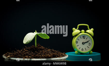 Plant grow with alarm clock Stock Photo