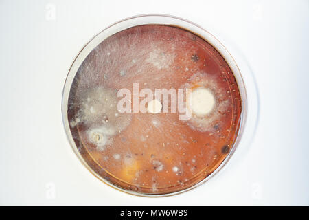 Petri dish with colonies of bacteria Stock Photo