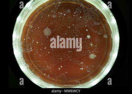 Growing Bacterial Colonies In Petri Dish Stock Photo