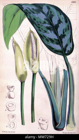 . English: Aglaonema commutatum var. maculatum from Curtis's botanical magazine (Tab. 5500) . 1865. W. Fitch (d. 1892) 30 Aglaonema commutatum var maculatum CBM