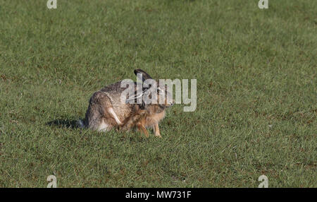 European hare / Brown hare / Lepus europaeus Stock Photo