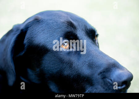 Black labrador retriever head close up. Stock Photo