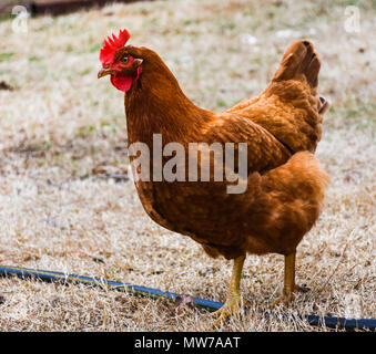 Adult female Rhode Island Red hen walking across farmyard in early spring. Bright red wattle and comb. Free range chicken. Stock Photo