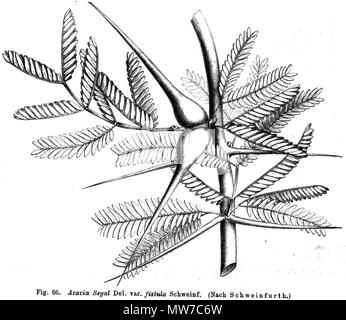 . Illustration from book . 1891. Paul Hermann Wilhelm Taubert (1862-1897) 25 Acacia seyal Taub66 Stock Photo