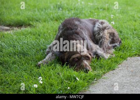 Gun Dog (Deutsch Drahthaar): a working dog keeping an eye on things Stock Photo