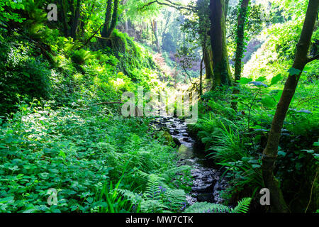 woodland glade in early summer with the suns rays streaming through the leaf covered branches. Stock Photo