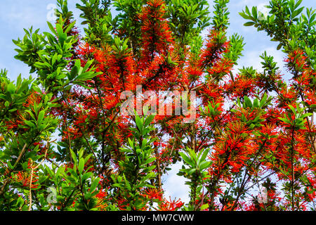 Embothrium coccineum Chilean fire bush or Chilean fire tree,  in full flower in early summer. Stock Photo