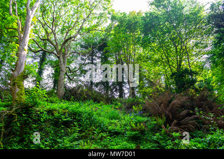 woodland glade in early summer with the suns rays streaming through the leaf canopy covering the branches. Stock Photo