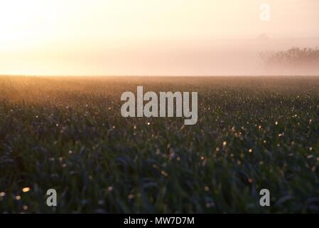 Mist: early morning mist hanging over a field of growing wheat Stock Photo