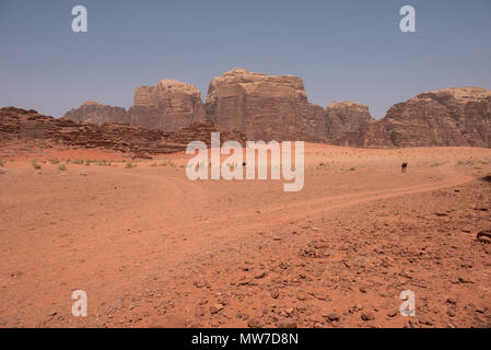 Camel resting in Wadi Rum desert, Jordan Stock Photo