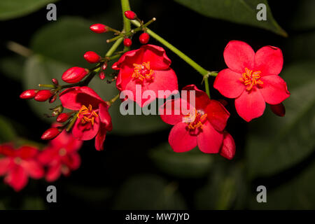 Spicy Jatropha (Jatropha integerrima) Stock Photo