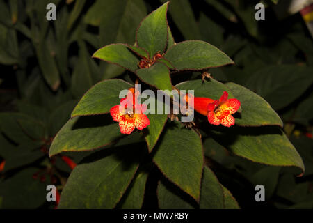 Red Trumpet (Kohleria eriantha) Stock Photo