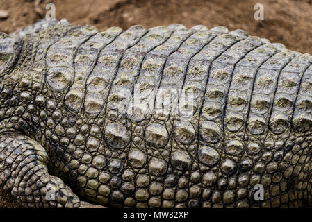 Crocodile skin close up texture shot. Stock Photo