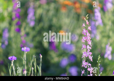 High pink and purple flowers Stock Photo