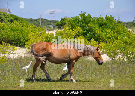 The Wild Horses of the Outer Banks of North Carolina. Stock Photo