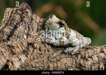 Mission Golden-eyed Tree Frog (Trachycephalus resinifictrix) Stock Photo