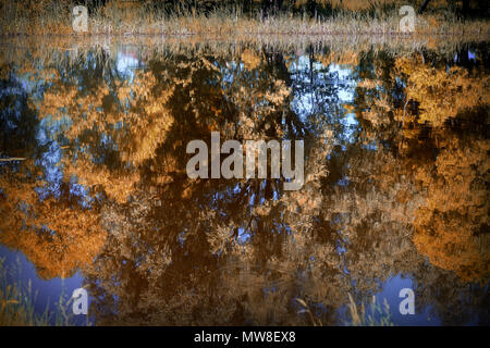 The trees growing on the shore of the lake, beautifully reflected in the water. Stock Photo