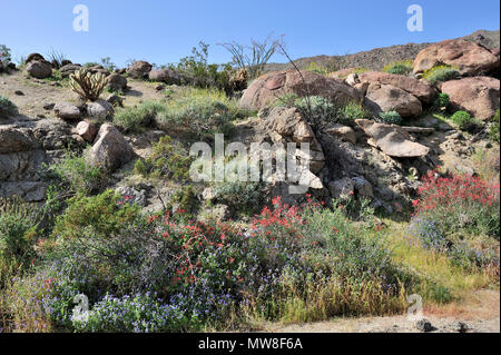 granitic rock, Ocotillo, Brittlebush,  Canterbury bells,  Chuparosa, Glorietta Canyon,  Anza-Borrego Desert State Park,  CA  100327 35116 Stock Photo