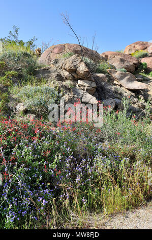 granitic rock, Ocotillo, Brittlebush, Desert Bell, Desert Bluebells, Canterbury bells,  Chuparosa, Glorietta Canyon,  Anza-Borrego State Park, CA  100 Stock Photo