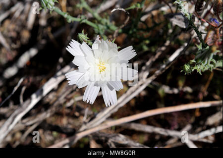 White flower, Desert Chicory, Plumseed, Rafinesquia neomexicana, Glorietta Canyon, Anza-Borrego Desert State Park, CA  100327 35132 Stock Photo