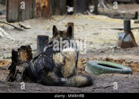 cross between an wolf Canis lupus tundrarum and an Alaska Malamute. Breeding Kennel for wolves and wolf-dog hybrid Stock Photo