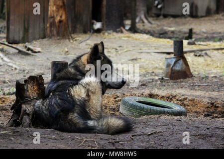 cross between an wolf Canis lupus tundrarum and an Alaska Malamute. Breeding Kennel for wolves and wolf-dog hybrid Stock Photo