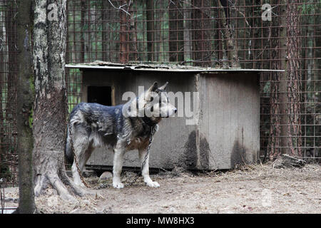 cross between an wolf Canis lupus tundrarum and an Alaska Malamute. Breeding Kennel for wolves and wolf-dog hybrid Stock Photo