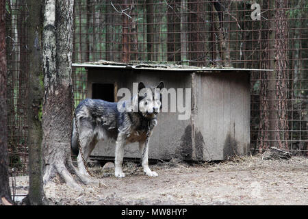 cross between an wolf Canis lupus tundrarum and an Alaska Malamute. Breeding Kennel for wolves and wolf-dog hybrid Stock Photo