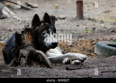 cross between an wolf Canis lupus tundrarum and an Alaska Malamute. Breeding Kennel for wolves and wolf-dog hybrid Stock Photo