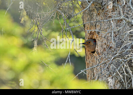 A female northern flicker in her nest in a rotting tree stump that she has hollowed out to have her young Stock Photo