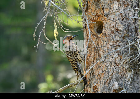 A northern flicker bird (Colaptes auratus), checking out the hole in a dead tree to use as a nesting site near Hinton Alberta Canada. Stock Photo