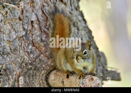 A wild red squirrel 'Tamiasciurus hudsonicus'; perched on branch of a spruce tree in rural Alberta Canada Stock Photo