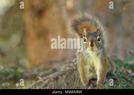 A front view of a wild red squirrel 'Tamiasciurus hudsonicus'; standing upright on branch of a spruce tree in rural Alberta Canada