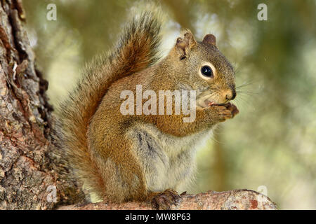 A wild red squirrel 'Tamiasciurus hudsonicus'; sitting on branch of a spruce tree using his front paws to hold something that he is eating  in rural A Stock Photo