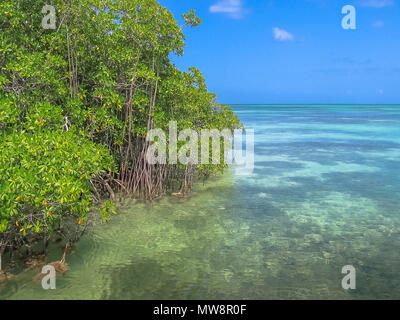 The mangrove of Isla Saona in Parque Nacional del Este, East National Park, Dominican Republic. Saona island is one of the most popular tours starting from Bayahibe, a popular tourist destination. Stock Photo