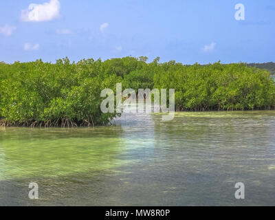 Mangrove of Isla Saona in Parque Nacional del Este, East National Park, Dominican Republic. Saona island is one of the most popular tours starting from Bayahibe village, a popular tourist destination. Stock Photo